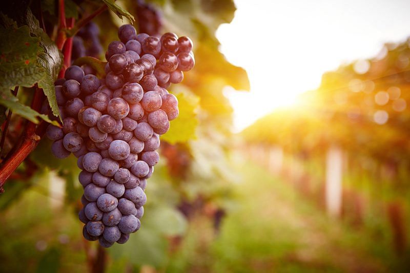 closeup shot of ripe grapes with the vineyard as a blurred background